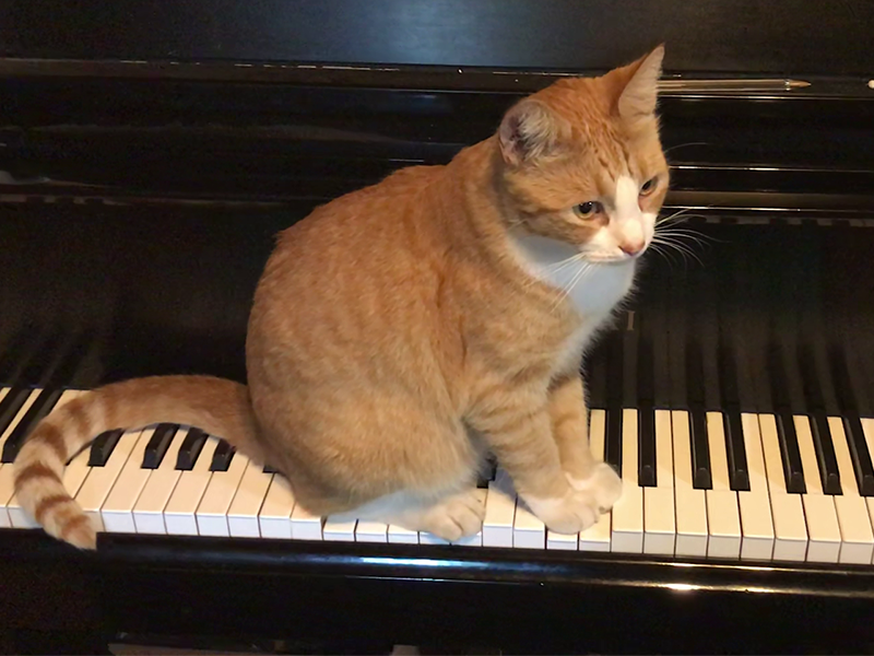 piano cat 800x600